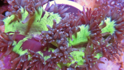 Elegance Coral: Green - Australia, Size 2.75 - 3.75 inches