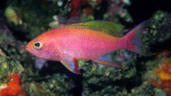 Resplendent Anthias - 2.25" or smaller - Female - Indian Ocean