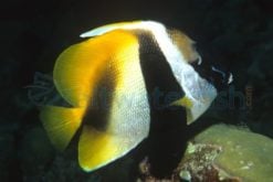 Masked Heniochus, Size 2.25 - 3.5 inches