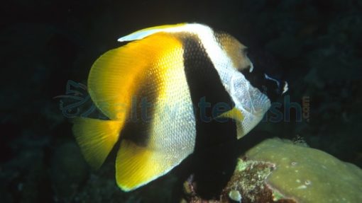 Masked Heniochus, Size 2.25 - 3.5 inches