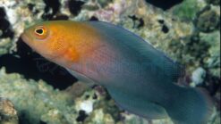 Dilectus Dottyback - 2 - 3" - Indian Ocean