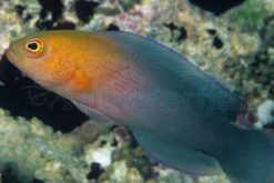 Dilectus Dottyback, Size 2 - 3 inches