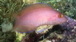 Ring Eyed Dottyback - 1.25 - 2.25" - Indo-Pacific