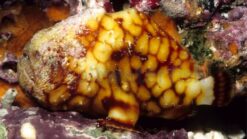 Pygmy Tuberculated Frogfish