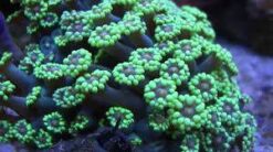 Alveopora Coral: Green - Australia, Size 2.25 - 3.5 inches