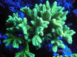 Horn Coral Hydnophora: Neon Green - Aquacultured, Size 2.25 - 3.5 inches