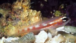Masked Goby - 1 - 2" - Caribbean
