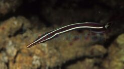 Yellow Striped Clingfish - 1 - 2" - Indo-Pacific