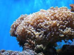 Hammer Coral, Size 2.75 - 3.75 inches