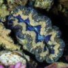 Crocea Clam: 1st Grade Captive Bred, Size 1.25 - 1.74 inch