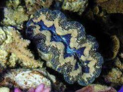 Crocea Clam: 1st Grade Captive Bred, Size 1.25 - 1.74 inch