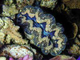 Crocea Clam: 1st Grade Captive Bred, Size 1.25 - 1.74 inch