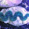 Maxima Clam: Ultra, Size 1.75 - 2.24 inches