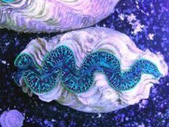 Maxima Clam: Ultra, Size 1.25 - 1.74 inch