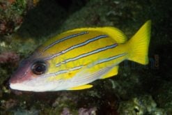 Bluestripe Snapper, Size 2.25 - 3.5 inches
