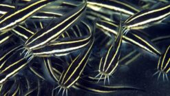 Coral Catfish  - Venemous - 1.25 - 2.25" - Indo-Pacific