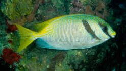 Scribbled Rabbitfish - 2.25 - 4.25" - Indo-Pacific