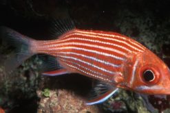 Crown Squirrelfish, Size < 2.25 inches