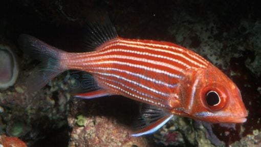 Crown Squirrelfish, Size < 2.25 inches