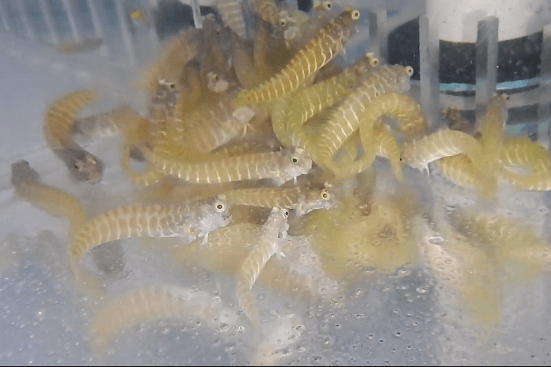Golden Tiger Blenny