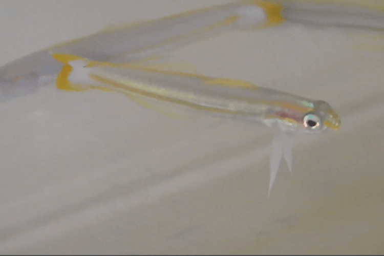 Lined Dartfish