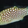 Hawaiian Spotted Puffer