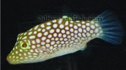 Hawaiian Spotted Puffer