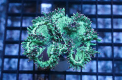 Elegance Coral: Pink/Purple Tip - Australia, Size 1.25 - 1.75 inch
