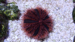 Tuxedo Urchin: Red, Size < 2 inches