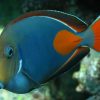 Achilles Tang