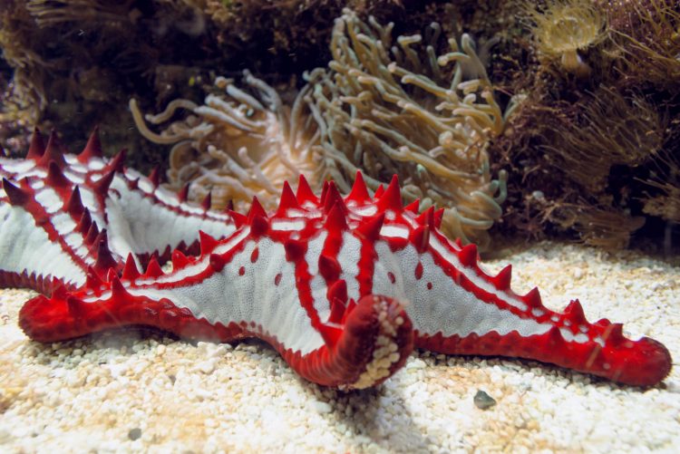 African Starfish For Sale (Protoreaster linckii). TOP Care facts