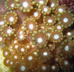 Alveopora Coral: Branching - Aquacultured, Size 2.25 - 3.5 inches