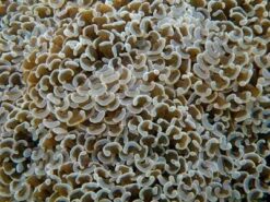 Hammer Coral: Green w/ Purple Tips - Aquacultured, Size 2.25 - 3.5 inches