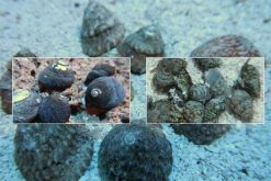 Cleaner Snails Assorted