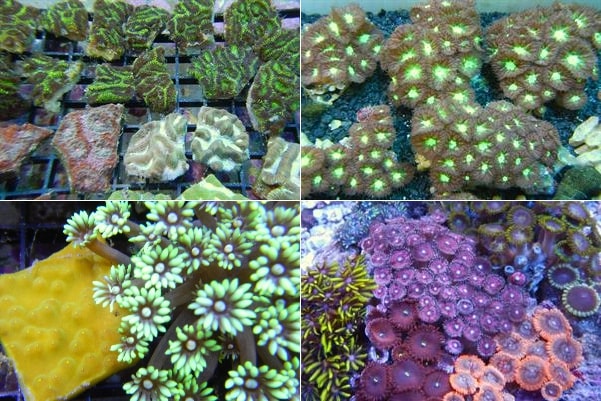 Frag Coral Assorted