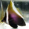 Humphead Bannerfish - Fiji, Size < 2.25 inches