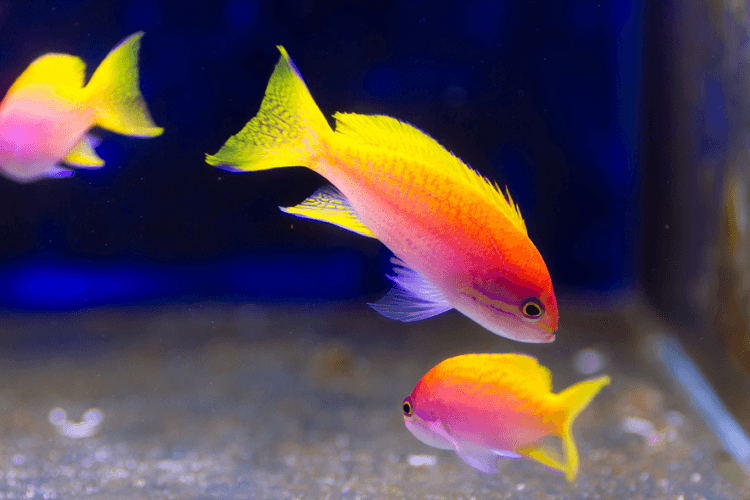 Bimaculatus Anthias For Sale (Holacanthus africanus). TOP Care facts