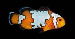 Black Ice Ocellaris  Clownfish: Captive Bred Grade A