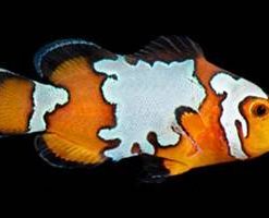 Clownfish Reefs4less Com