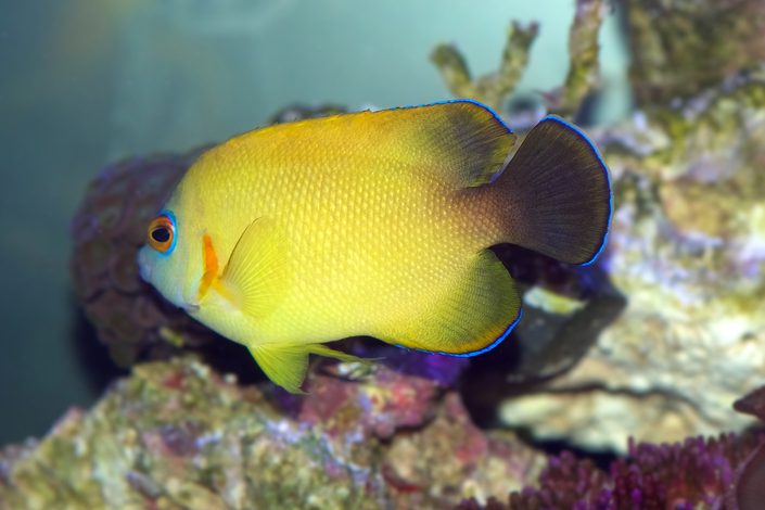 Blacktail Lemonpeel Hybrid Angelfish