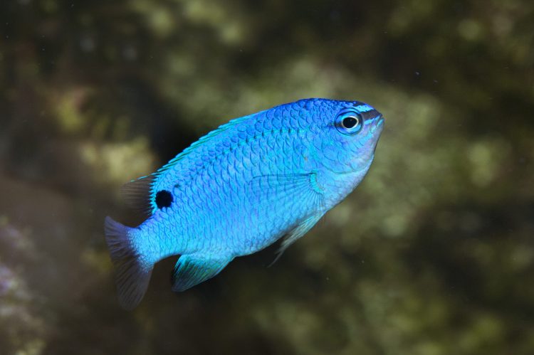 Blue Damsel
