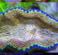 Derasa Clam - Captive Bred, Size 1.25 - 1.74 inch
