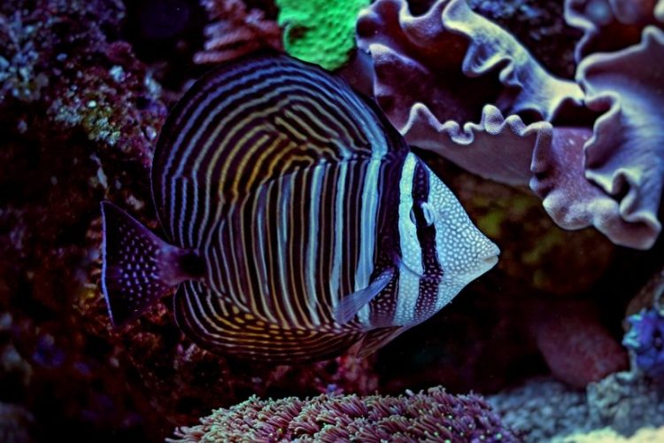 Desjardinii Sailfin Tang For Sale (Zebrasoma desjardinii). TOP Care