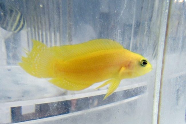 Yellow Pseudochromis For Sale – Up to 50% Off | Reefs4Less