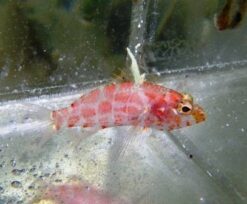 Geometric Pygmy Hawkfish - 1.25 - 2.25" - Indo-Pacific