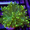 TORCH W AUSSIE NEON 1.5 HEAD