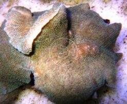 Mushroom Coral: Elephant Ear: Green, Size 2.25 - 3.5 inches