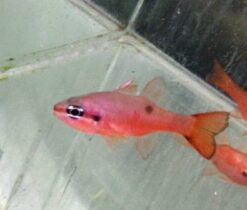 Flame Cardinal - 2" or smaller - Caribbean
