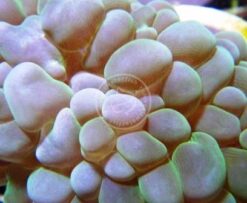 Bubble Coral: Green, Size < 2.25 inches
