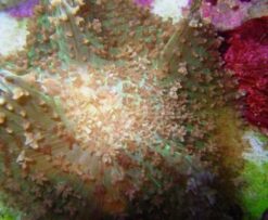 Mushroom Coral: Hairy Lavender - Aquacultured, Size Small